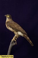 鳳頭蒼鷹藏品圖，第9張